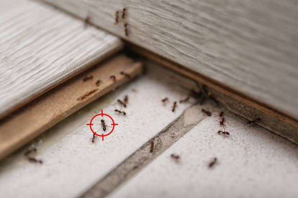 Best Ant Control Services  in Ames, IA